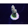 WYSIWYG Acropora Mariculture acclimated LED