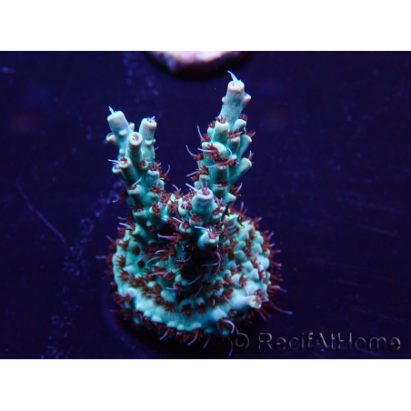 WYSIWYG Acropora Marikultur akklimatisiert LED
