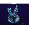 WYSIWYG Acropora Mariculture acclimaté led