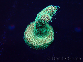 WYSIWYG Acropora akklimatisiert LED