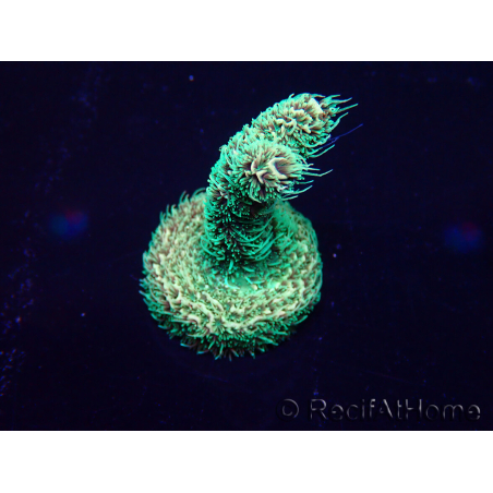 WYSIWYG Acropora akklimatisiert LED