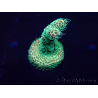 WYSIWYG Acropora acclimaté led