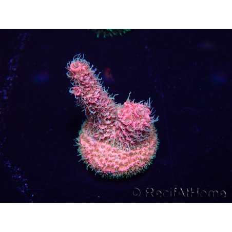 WYSIWYG Acropora acclimaté led