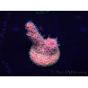 WYSIWYG Acropora acclimaté led