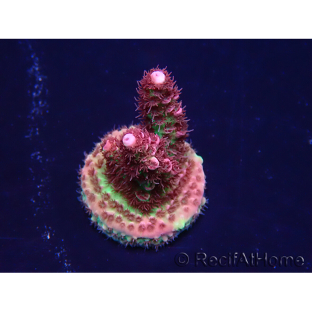 WYSIWYG Acropora Australia acclimatata a led