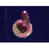 WYSIWYG Acropora Australia aclimatado led
