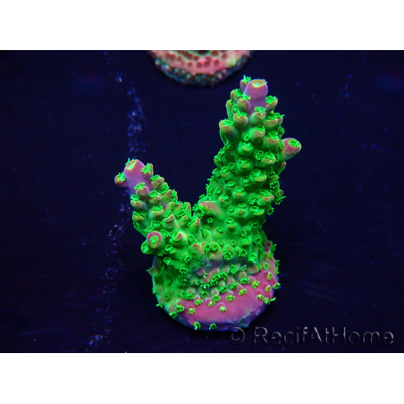 WYSIWYG Acropora Maricultura aclimatada led