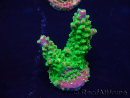 WYSIWYG Acropora Maricultura aclimatada led