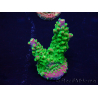 WYSIWYG Acropora Geacclimatiseerde maricultuur LED