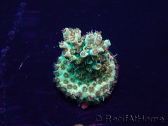 WYSIWYG Acropora Mariculture acclimated LED