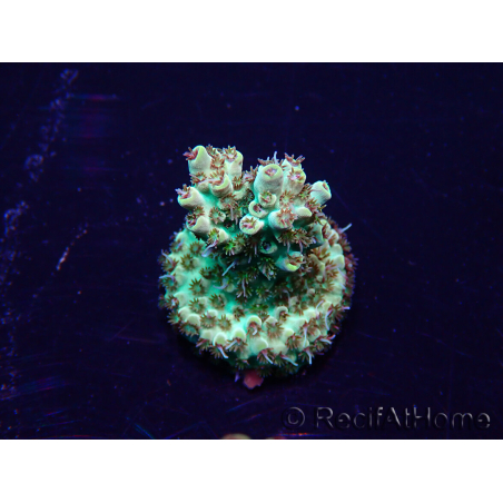 WYSIWYG Acropora Maricultuur geacclimatiseerd LED
