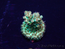 WYSIWYG Acropora Marikultur akklimatisiert LED