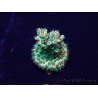 WYSIWYG Acropora Maricoltura acclimatata a LED