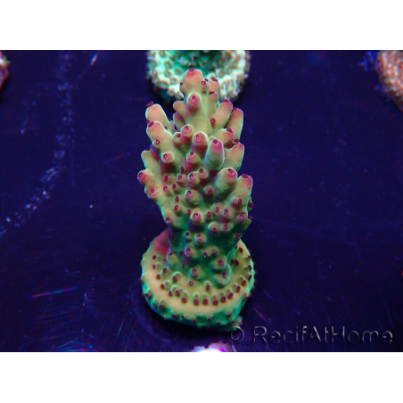 WYSIWYG Acropora 15N12 Mariculture acclimaté led