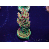 WYSIWYG Acropora 15N12 Mariculture acclimaté led