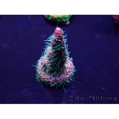 WYSIWYG Acropora Mariculture Acclimated LED