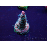 WYSIWYG Acropora Maricoltura Acclimatata led