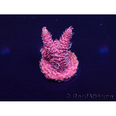WYSIWYG Acropora Australie Acclimaté led
