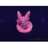 WYSIWYG Acropora Australie Acclimaté led