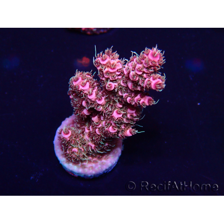 WYSIWYG Acropora millepora Mariculture Acclimated LED