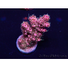 WYSIWYG Acropora Marikultur akklimatisiert LED