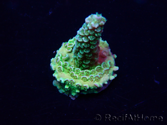 WYSIWYG Acropora tenuis 15O5 Mariculture Acclimaté led