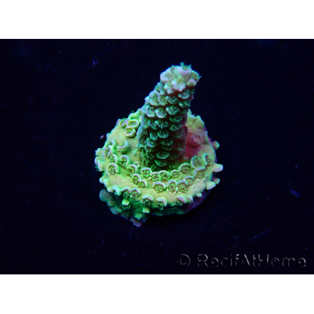 WYSIWYG Acropora tenuis 15O5 Mariculture Acclimaté led