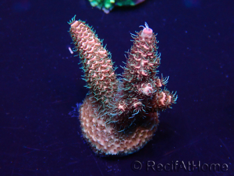 WYSIWYG Acropora Maricoltura Acclimatato a led