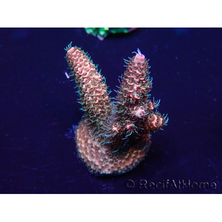 WYSIWYG Acropora Maricoltura Acclimatato a led