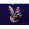 WYSIWYG Acropora Mariculture Acclimated LED