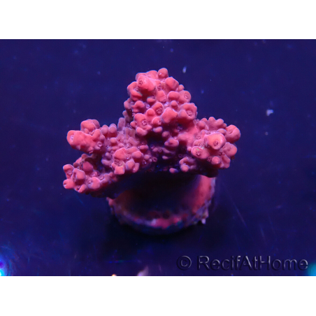 WYSIWYG Acropora acclimaté led