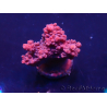 WYSIWYG Acropora acclimaté led