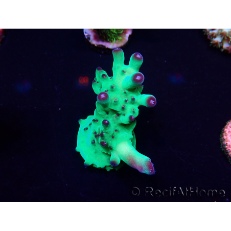 WYSIWYG Acropora Mariculture acclimated LED