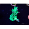 WYSIWYG Acropora Mariculture acclimated LED