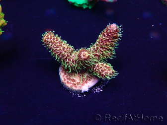 WYSIWYG Acropora Marikultur akklimatisiert LED