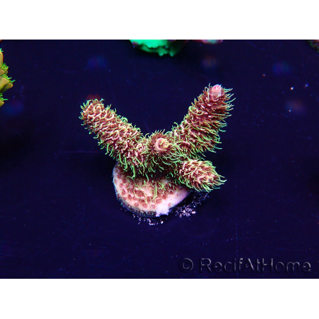 WYSIWYG AcroporaMariculture acclimated LED