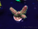 WYSIWYG AcroporaMariculture acclimated LED