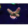 WYSIWYG AcroporaMariculture acclimated LED