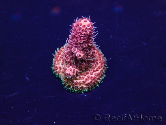 WYSIWYG Acropora Mariculture acclimaté led