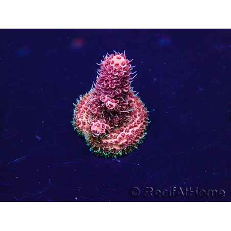 WYSIWYG Acropora Marikultur akklimatisiert LED