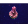 WYSIWYG Acropora Mariculture acclimaté led