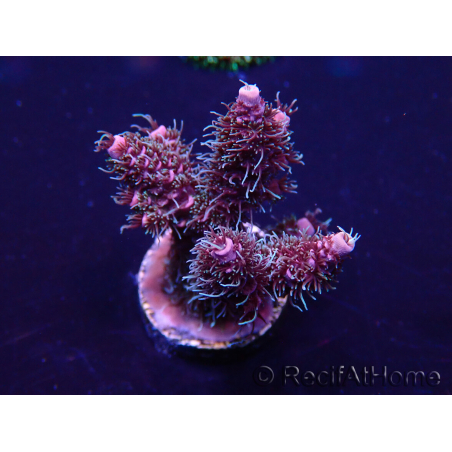 WYSIWYG Acropora Maricultura Acclimatata led