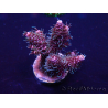 WYSIWYG Acropora Mariculture Acclimaté led