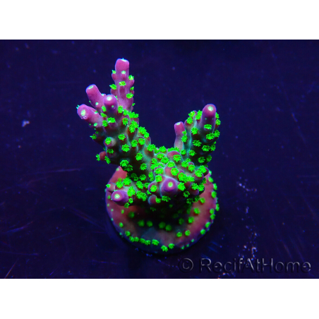 WYSIWYG AcroporaMariculture acclimaté led