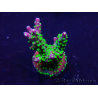 WYSIWYG AcroporaMariculture acclimaté led