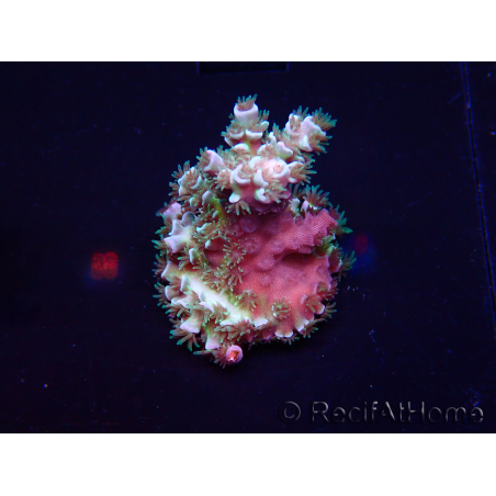WYSIWYG Acropora millepora Mariculture Acclimaté led
