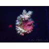 WYSIWYG Acropora millepora Mariculture Acclimaté led