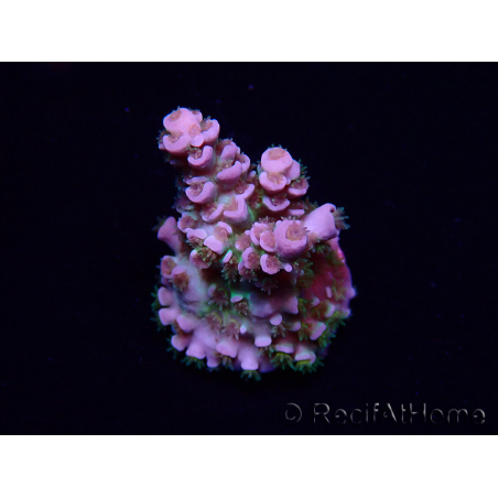 WYSIWYG Acropora Maricultuur geacclimatiseerd LED