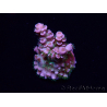 WYSIWYG Acropora Maricultuur geacclimatiseerd LED