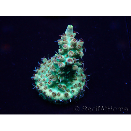 WYSIWYG Acropora Maricoltura acclimatata a LED
